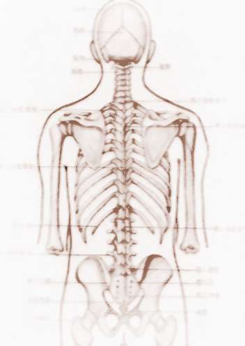 脊椎，背部